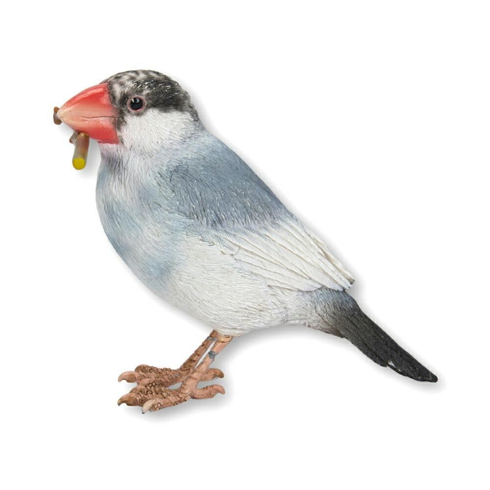 桜文鳥の雛を探しています。