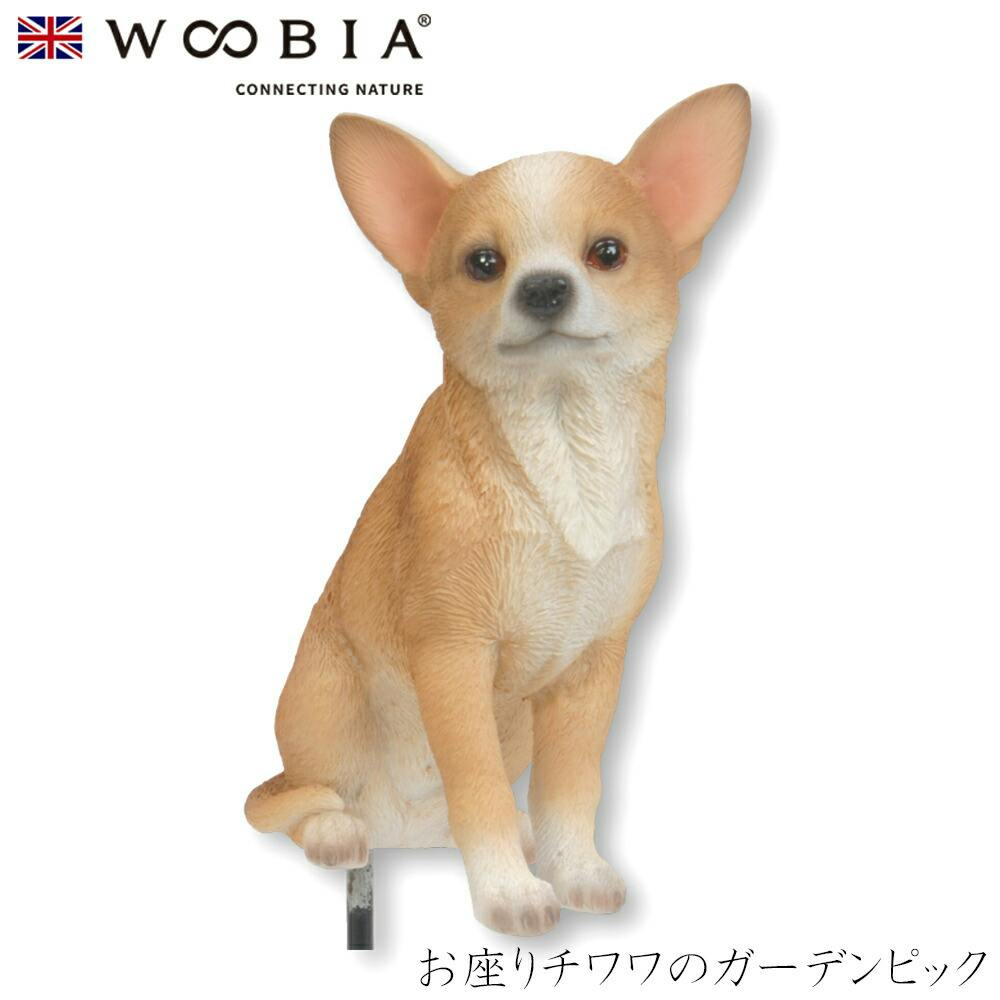 チワワ（お座りポーズ） お座り チワワ 犬 横向きの写真素材 - PIXTA