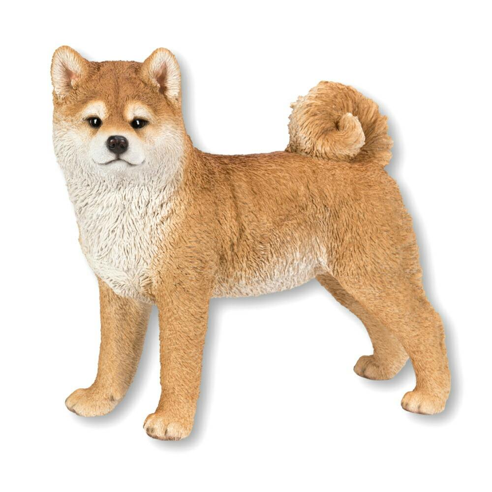 よくわからない犬のアミーボです よくわからない犬のアミーボです