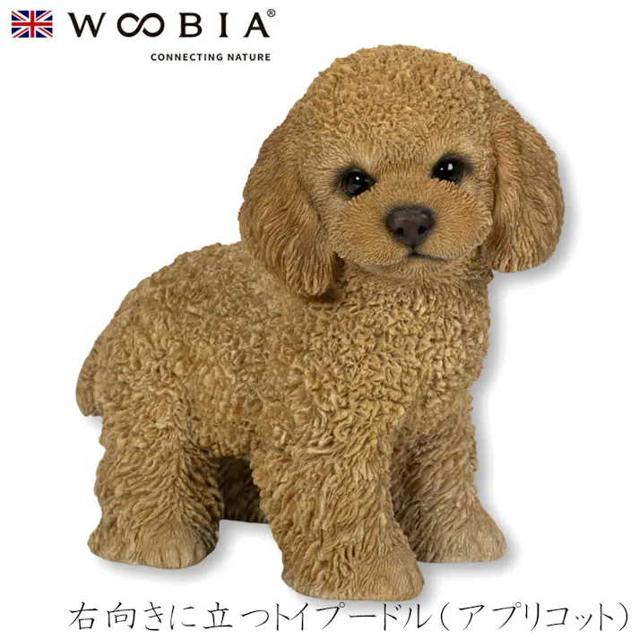 【Woobia(ウービア)】【右向きに立つトイプードル(アプリコット)】 (幅17.5cm×奥行10cm×高さ16cm)犬 いぬ イヌ ドッグ dog かわいい 置物 リアル 動物 インテリア ガーデニング イギリス 人形 オーナメント ペット #4582756142389