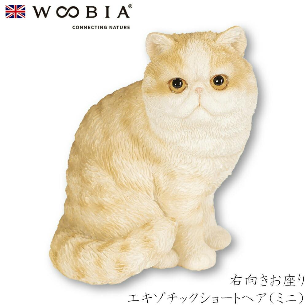 Woobia（ウービア）】【右向きお座りエキゾチックショートヘア