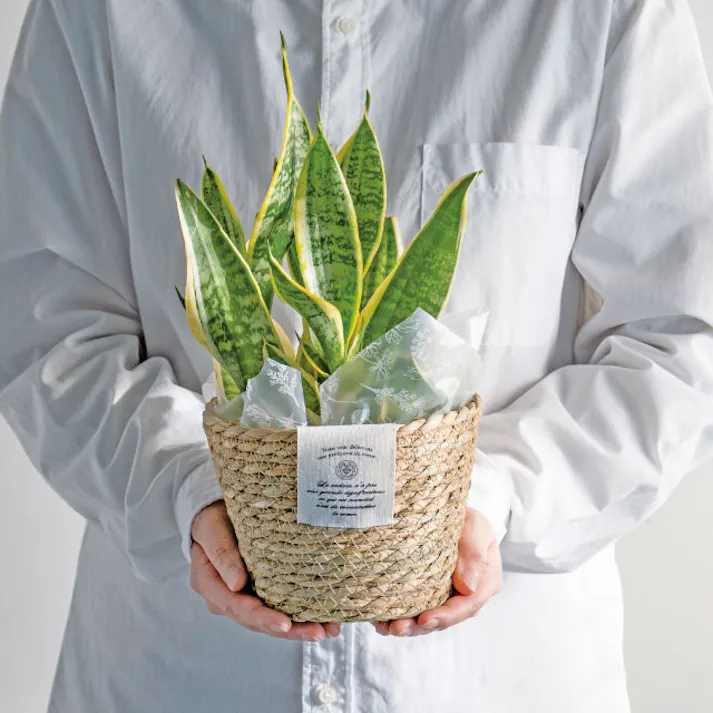 ヘッズ トレイ・カゴ-自然素材 直径160(110)×H130mm カンパーニュラッシュラウンドバスケット-M(6個) HEADS CN-RMB