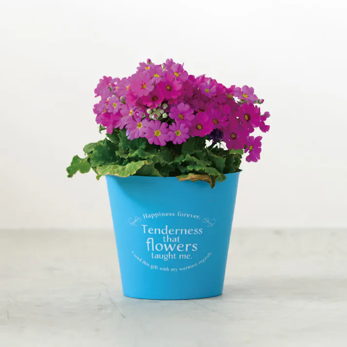 ヘッズ トレイ・カゴ-PET 直径115(80)×H100mm カラフルフラワーポット-S/マットブルー(30個) HEADS CPM-POBS