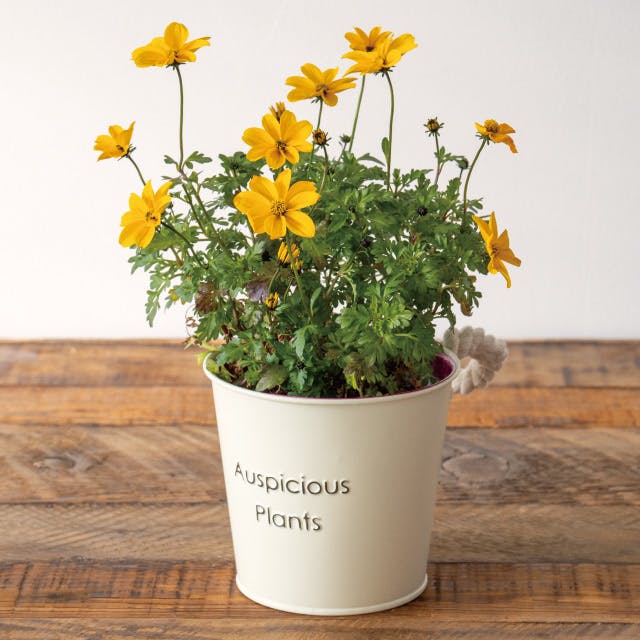 ヘッズ トレイ・カゴ－ブリキ 直径120(90)×H105mm ハッピープランツ