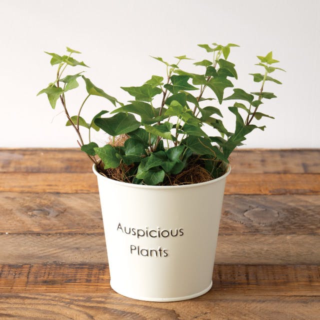 ダックチャン（ブリキ） ダックチャン（ブリキ） Amazon.com: USR DEPO 90-96 300ZX Signal