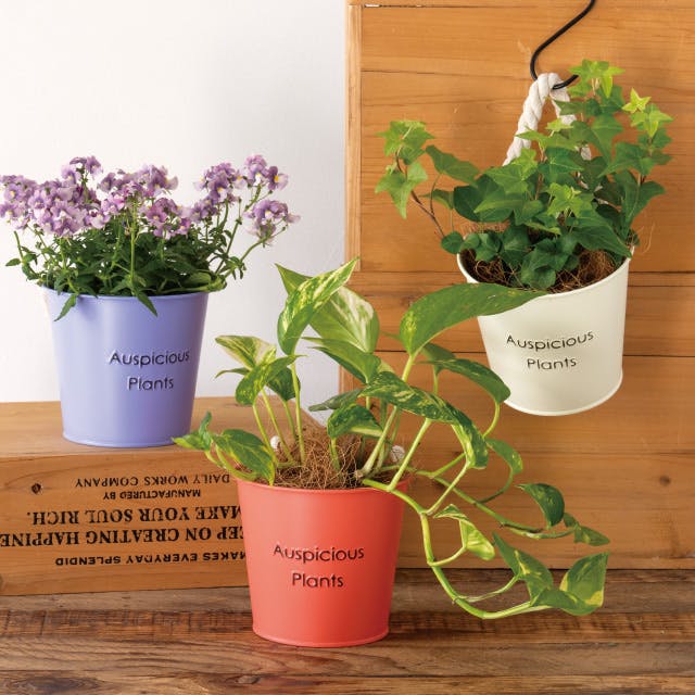 ヘッズ トレイ・カゴ－ブリキ 直径120(90)×H105mm ハッピープランツ