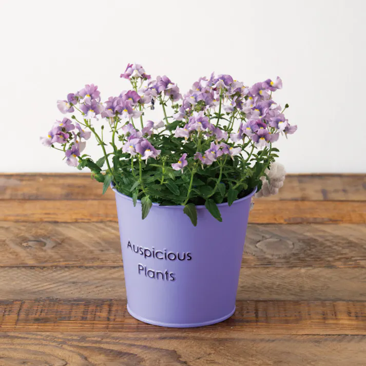 ヘッズ トレイ・カゴ-ブリキ 直径120(90)×H105mm ハッピープランツブリキバケツ-S/パープル(6個) HEADS HPP-BBKS