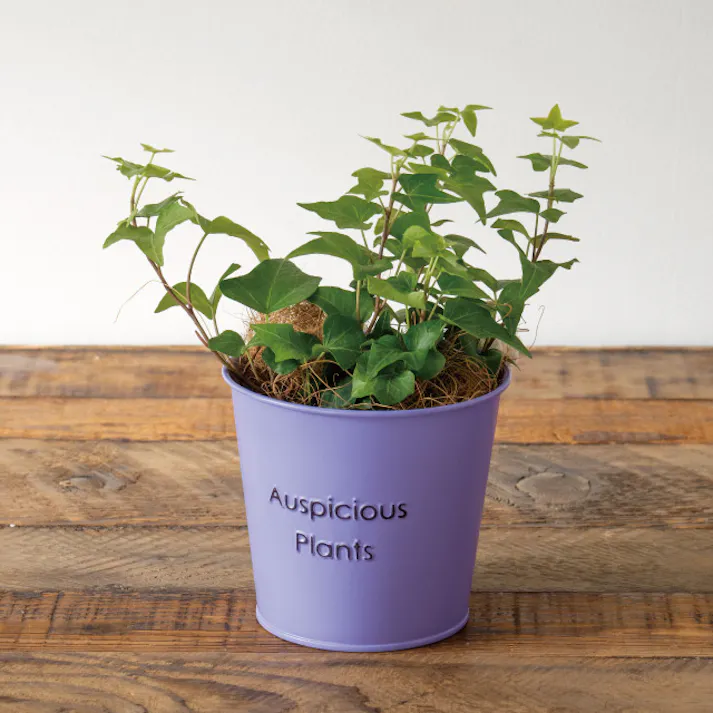 ヘッズ トレイ・カゴ-ブリキ 直径120(90)×H105mm ハッピープランツブリキバケツ-S/パープル(6個) HEADS HPP-BBKS