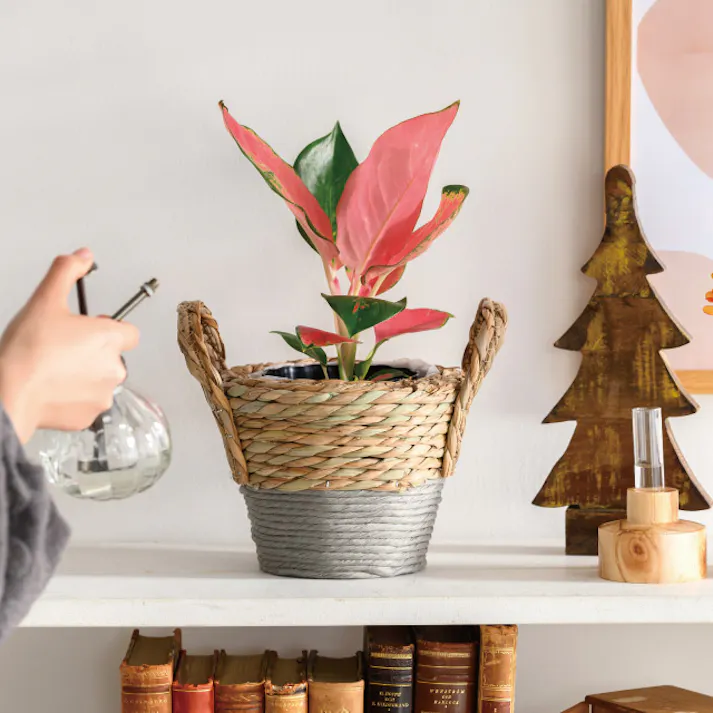 ヘッズ トレイ・カゴ-自然素材 W210(120)×D180×H200mm ラウンドツートーンバスケットグレー-M(2個) HEADS KGT-GRMB