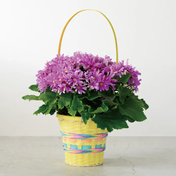 ヘッズ トレイ・カゴ-木 直径185(120)×H165mm ミックスバンブーラウンドバスケット/ナチュラルイエローL(6個) HEADS MNB-RLB