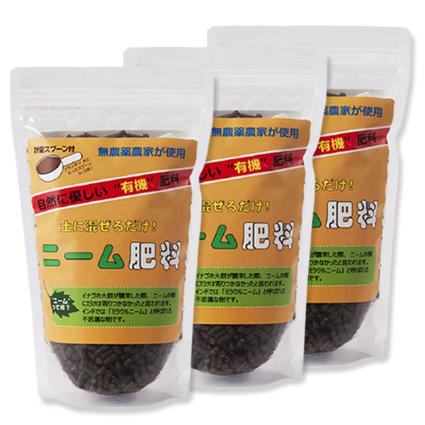 Y3★即ブリ★種付け無料★中国シカ成虫♀単品★送料全国均一600円★