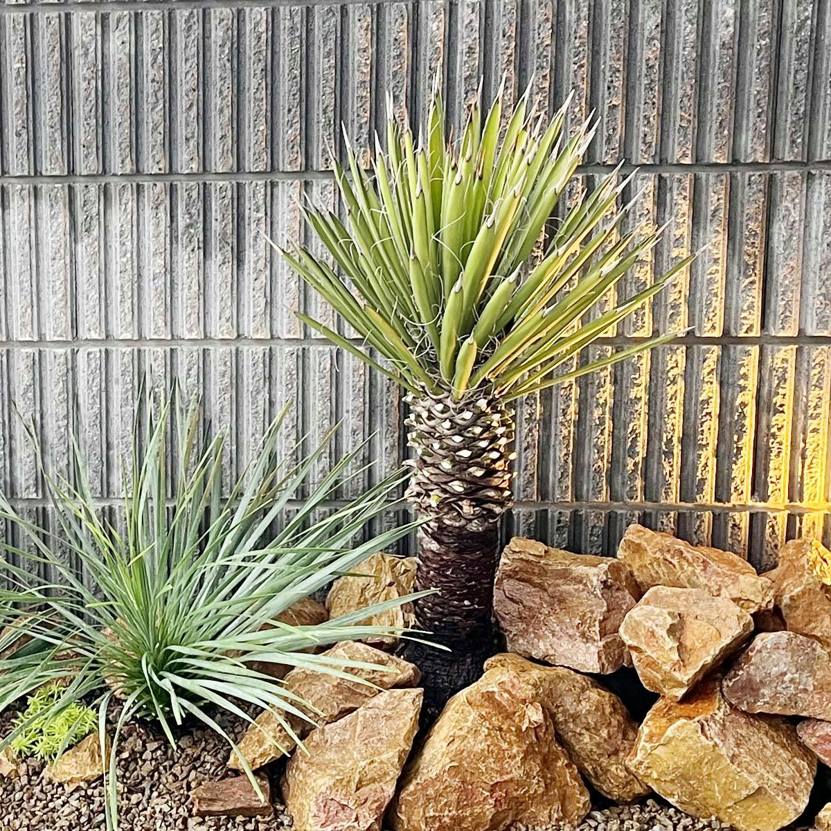 岩石 5個 ロックガーデン石 岐阜石ドライガーデン石 庭石 割栗石 岩石 5個 ロックガーデン石 岐阜石ドライガーデン石 庭石 割栗石