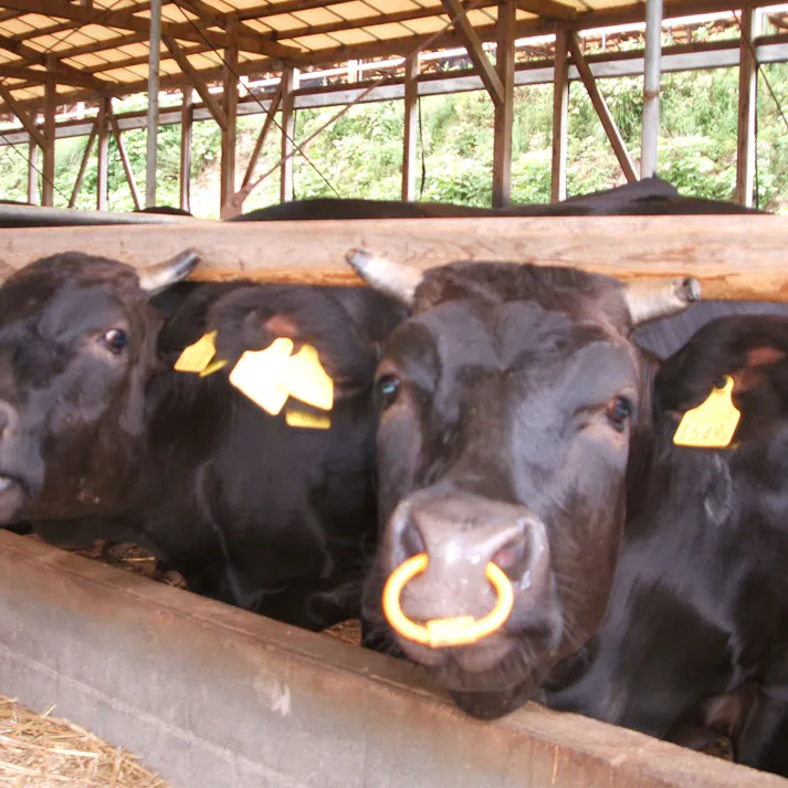 【冷凍】滋賀 「徳志満」 近江牛ロースステーキ 150g×4枚 送料込み 食品 #2400009