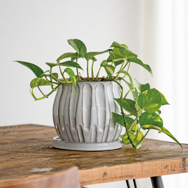 【希少】haed vases ヘッドベース 希少】haed vases ヘッドベース