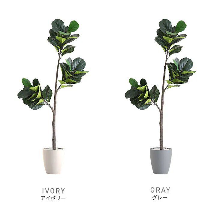 お手入れ簡単フェイクグリーン フィカス・リラータ Mサイズ(150cm)/カラー:アイボリー/ #sh-06-fic-m--iv 【4535306247492】