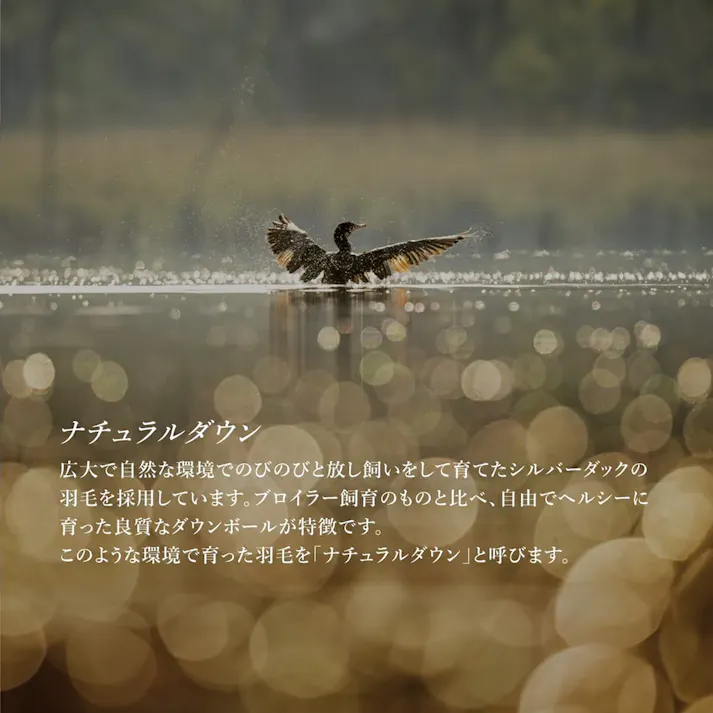 羽毛布団 シングル ナチュラルダック 綿100% 350dp 防ダニ 抗菌 消臭 ダック ダウン90% かさ高145mm ダウンパワー350