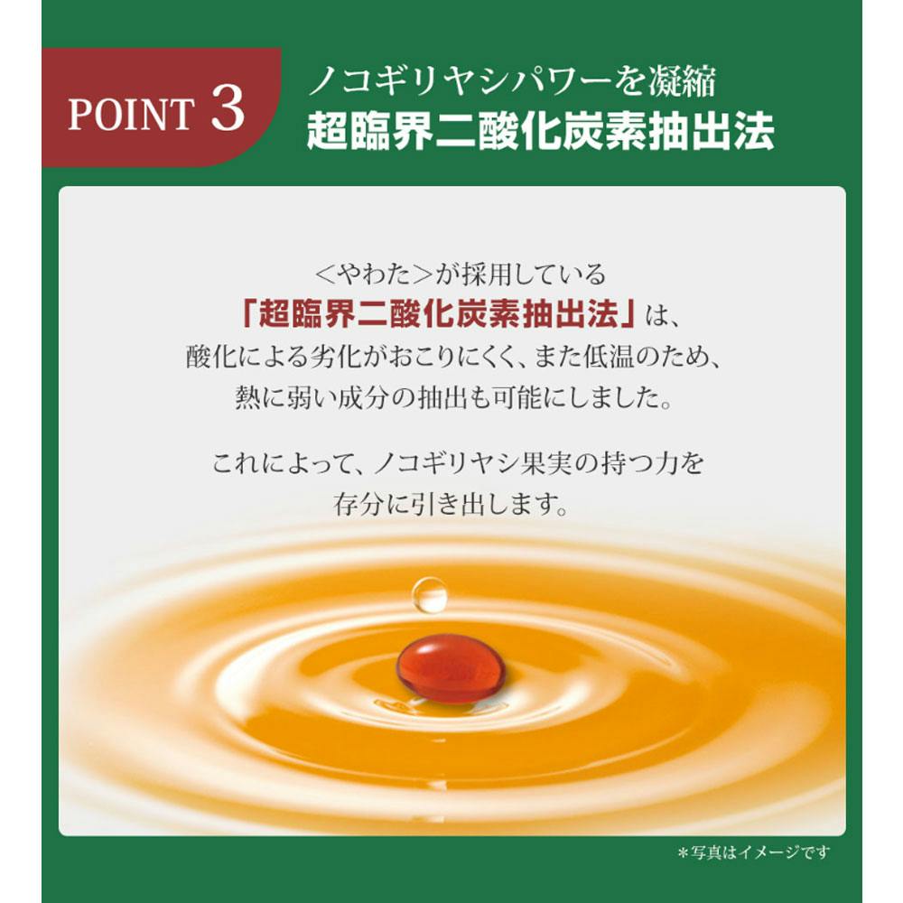 やわた ノコギリヤシ 15日分 15粒入 ×1点【送料込み】 ＃4980901211636