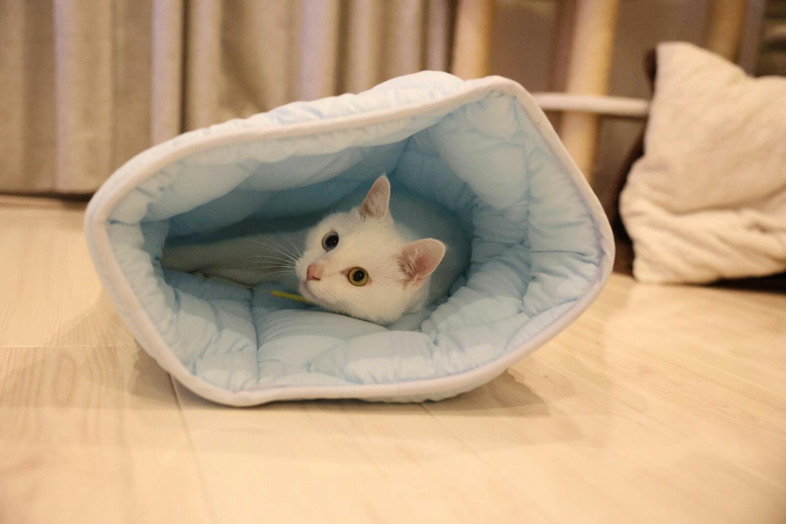 ふとんやの作ったペット用布団 キャットンネル ブルー 【送料込み】 ＃4589978833804 flife