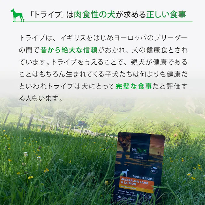 ドッグフード(ドライ) 総合栄養食 ニュートライプ (NUTRIPE) GF 犬【ラム&サーモン&グリーントライプ】 【200g】×1個 NUT3510 ペットフード イヌ用【送料込み】