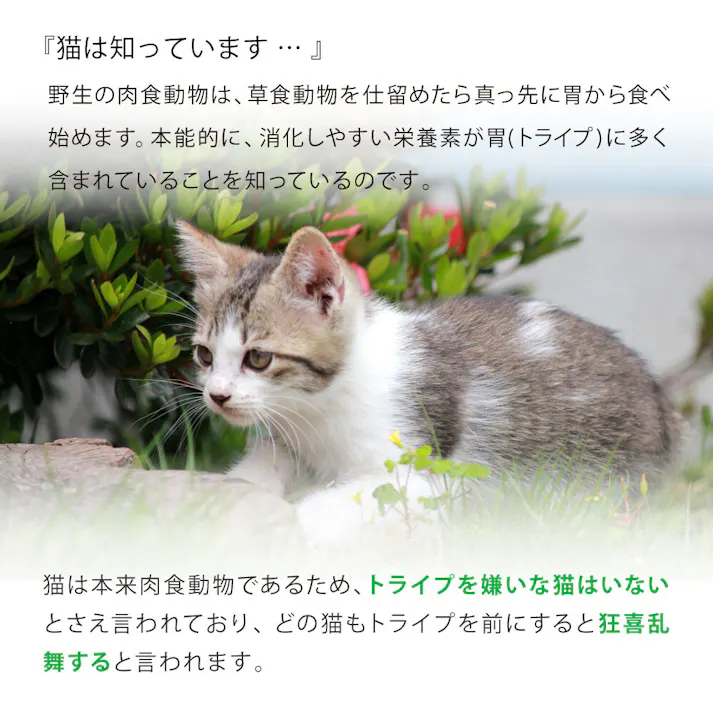 キャットフード(ドライ) 総合栄養食 ニュートライプ (NUTRIPE) GF 猫【ビーフ&チキン&グリーントライプ】【1.8kg】×1個 NUT3504 ペットフード ネコ用 ねこ用【送料込み】