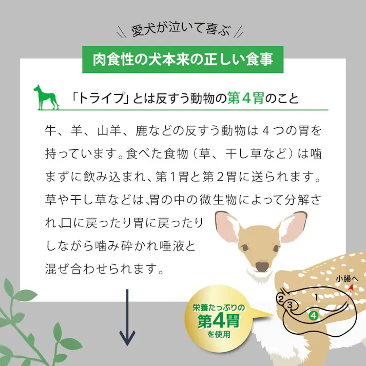 ドッグフード(ドライ) 総合栄養食 ニュートライプ (NUTRIPE) GF 犬【ラム&サーモン&グリーントライプ】 【1.8kg】×1個 NUT3514 ペットフード イヌ用【送料込み】