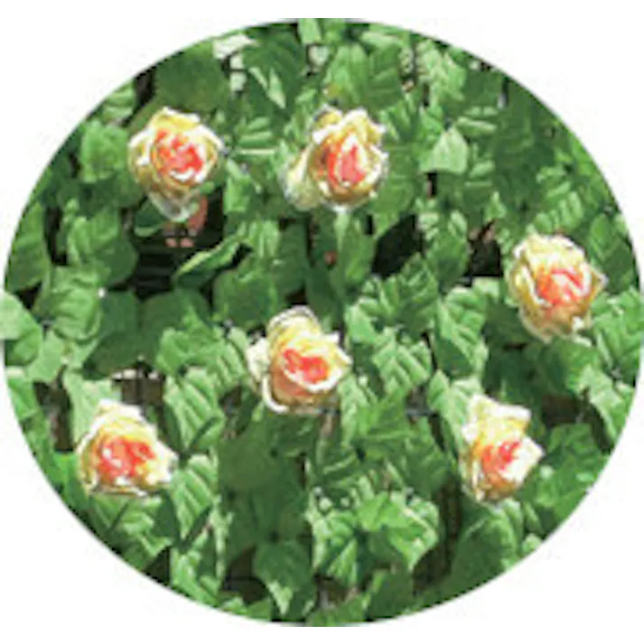 目隠しグリーンフェンス 【花付き】 【送料込み】 #4582655771758 flife