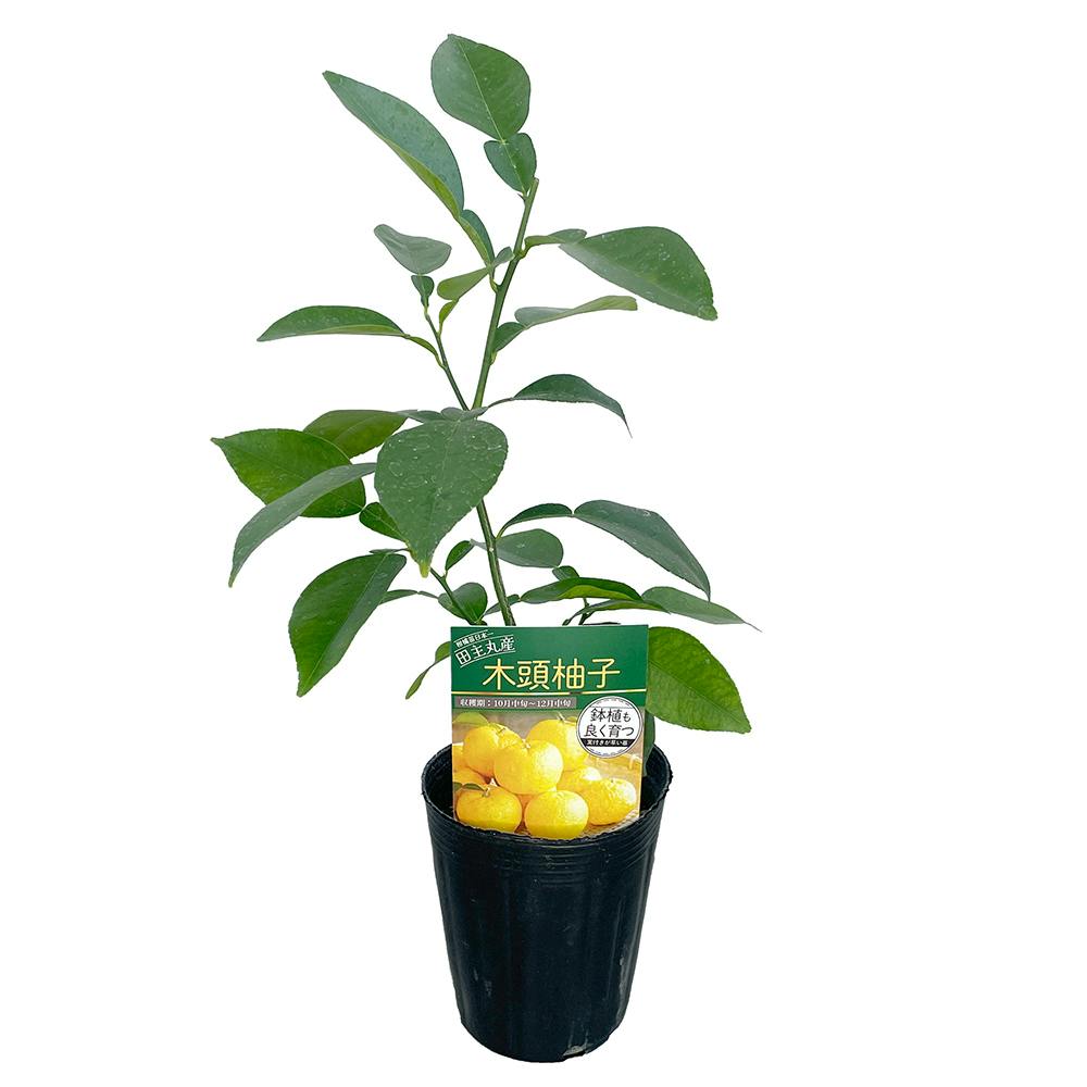 大実ゆず 苗木 [小] 9cmポット 3号 鉢植え ポット植え 接ぎ木苗 果樹