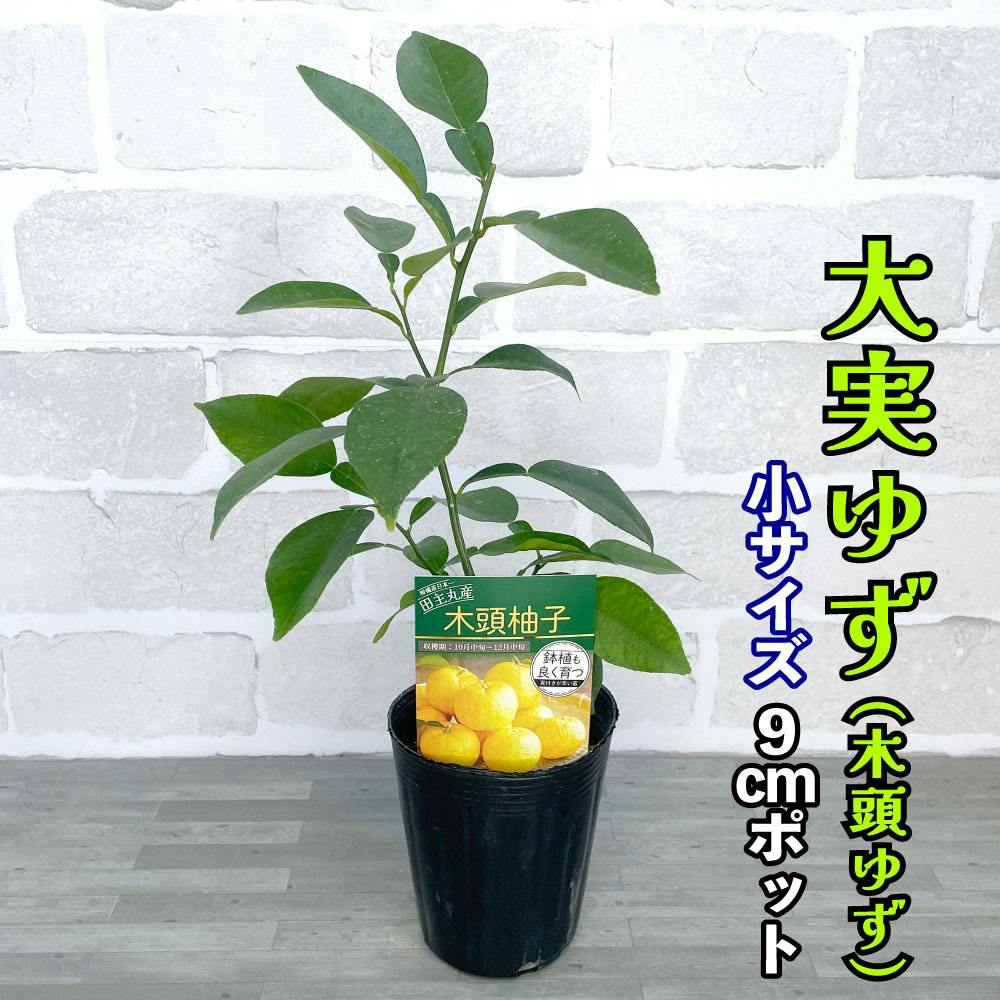 大実ゆず 苗木 [小] 9cmポット 3号 鉢植え ポット植え 接ぎ木苗 果樹