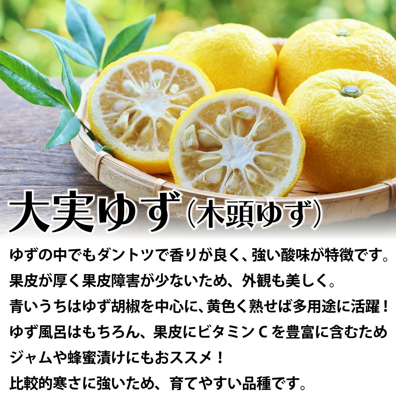 大実ゆず 苗木 [小] 9cmポット 3号 鉢植え ポット植え 接ぎ木苗 果樹