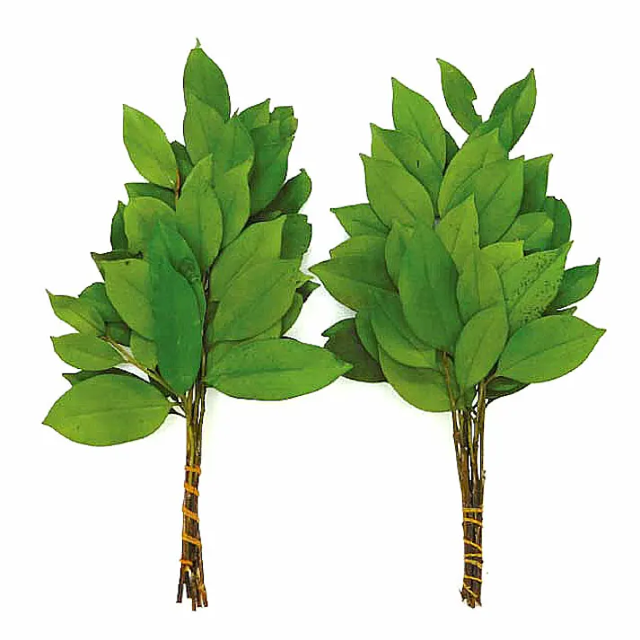 プリザーブドフラワー 枯れない榊 【送料込み】 #a26554 flife