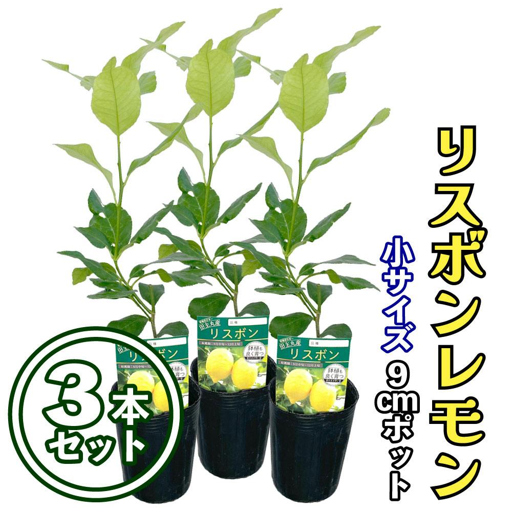 【3本セット】レモン 苗木 リスボンレモン [小] 9cmポット 3号 鉢植え ポット植え 接ぎ木苗 果樹