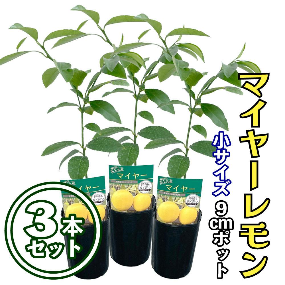 【3本セット】レモン 苗木 マイヤーレモン [小] 9cmポット 3号 鉢植え ポット植え 接ぎ木苗 果樹