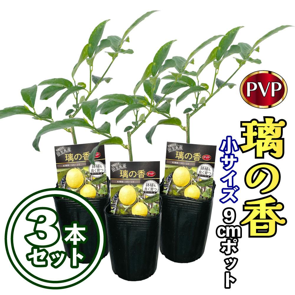 【3本セット】レモン 苗木 璃の香 (PVP) [小] 9cmポット 3号 鉢植え ポット植え 接ぎ木苗 果樹