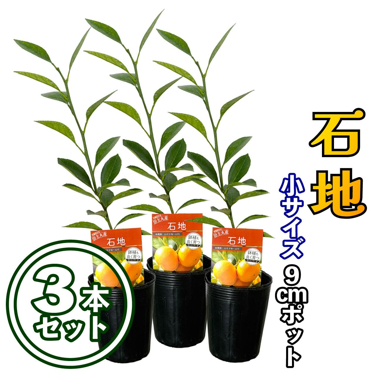 【3本セット】温州みかん 苗木 石地 [小] 9cmポット 3号 鉢植え ポット植え 接ぎ木苗 果樹