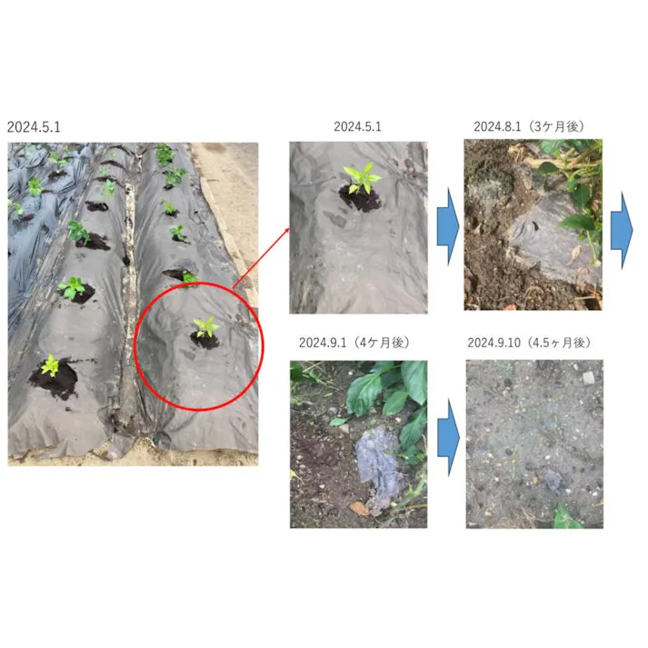 紙マルチ OJIサステナマルチ 95cm×200m 土壌分解紙マルチ 厚さ0.085mm ベージュ/黒 【送料無料】