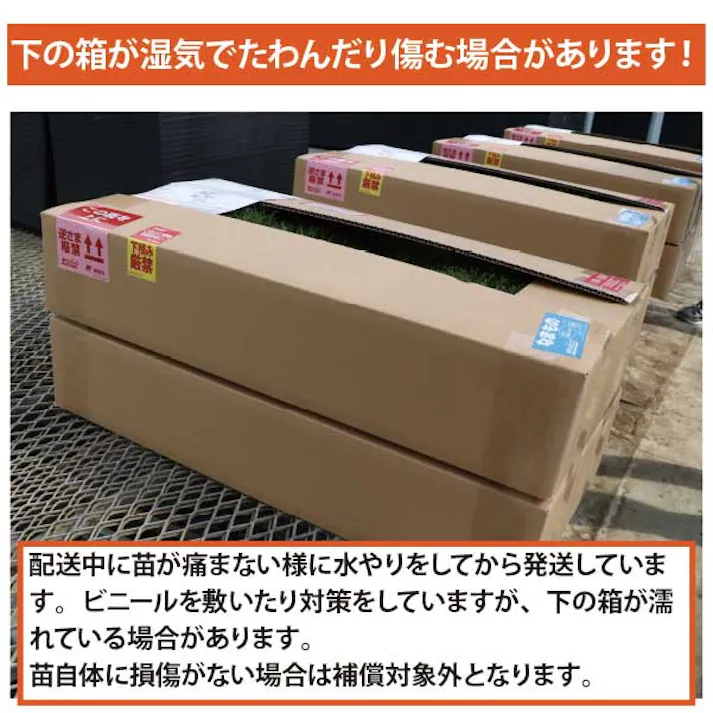 ペットの尿害に強い!西洋芝 ティフトン419 芝苗 50ポット(5cm角ポット) ドッグラン 暖地型 スポーツ芝 天然芝
