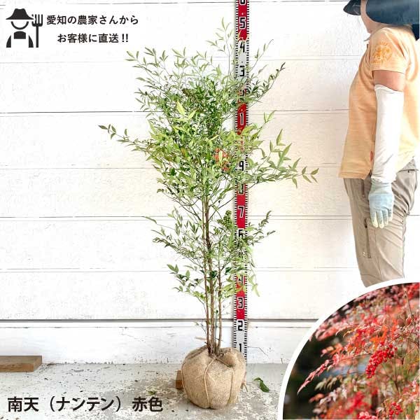 ［生産者直送］南天　ナンテン　赤色  根巻き 樹高約100～120cm　常緑低木　庭木　苗木　生け垣　 和風　紅葉 シンボルツリー 植木［t］