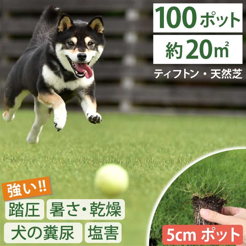 ペットの尿害に強い！西洋芝 ティフトン419  芝苗　100ポット(5cm角ポット) ドッグラン 暖地型 スポーツ芝　天然芝
