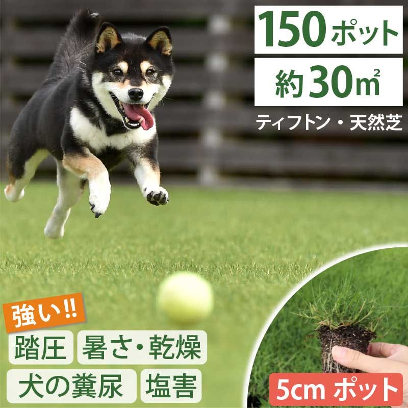 ペットの尿害に強い！西洋芝 ティフトン419  芝苗　150ポット(5cm角ポット) ドッグラン 暖地型 スポーツ芝　天然芝