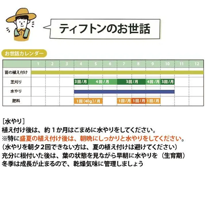 ペットの尿害に強い!西洋芝 ティフトン419 芝苗 150ポット(5cm角ポット) ドッグラン 暖地型 スポーツ芝 天然芝