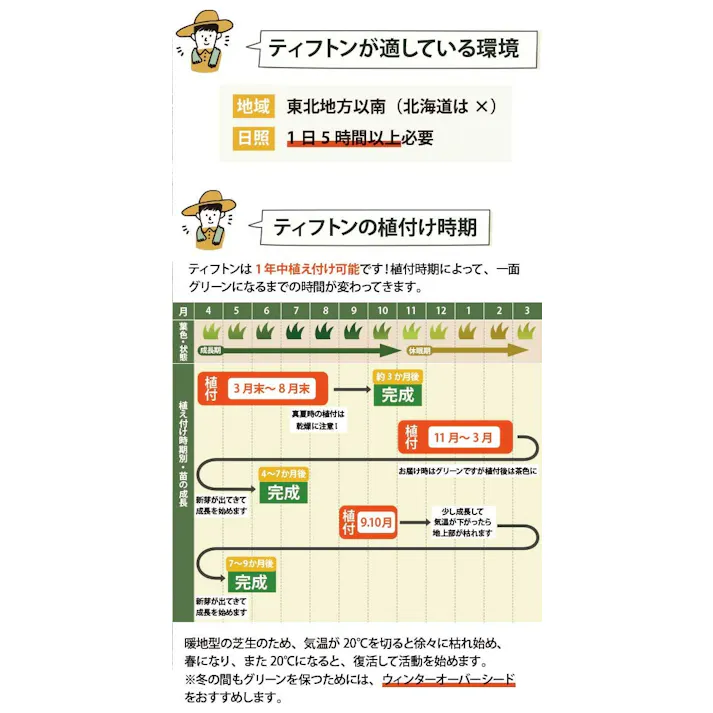 ペットの尿害に強い!西洋芝 ティフトン419 芝苗 150ポット(5cm角ポット) ドッグラン 暖地型 スポーツ芝 天然芝