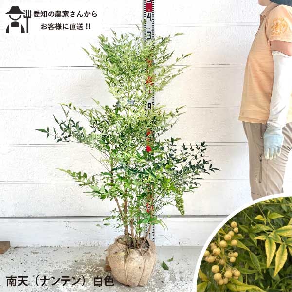 ［生産者直送］南天　ナンテン　白色（緑色）根巻き 樹高約100～120cm　常緑低木　庭木　苗木　生け垣　 和風　紅葉 シンボルツリー 植木［t］