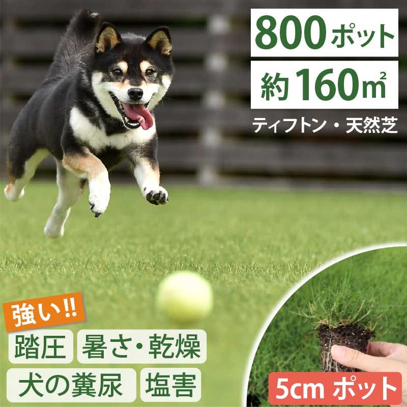 ペットの尿害に強い！西洋芝 ティフトン419  芝苗　800ポット(5cm角ポット) ドッグラン 暖地型 スポーツ芝　天然芝