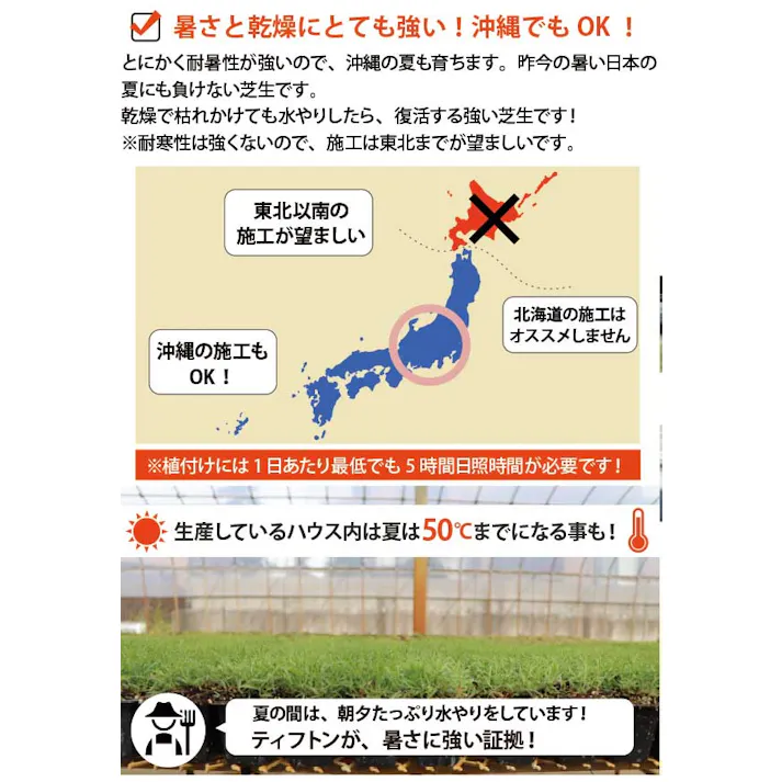 ペットの尿害に強い!西洋芝 ティフトン419 芝苗 1000ポット(5cm角ポット) ドッグラン 暖地型 スポーツ芝 天然芝