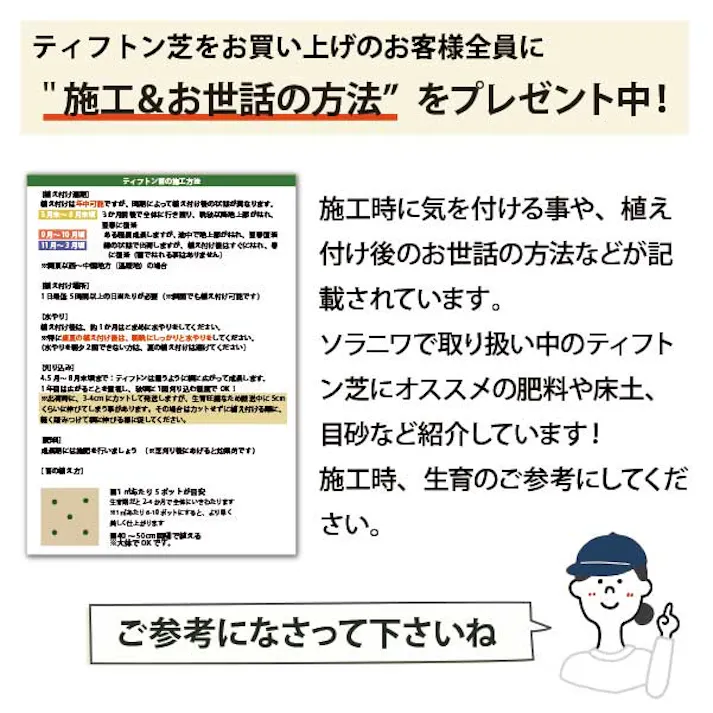 ペットの尿害に強い!西洋芝 ティフトン419 芝苗 1000ポット(5cm角ポット) ドッグラン 暖地型 スポーツ芝 天然芝