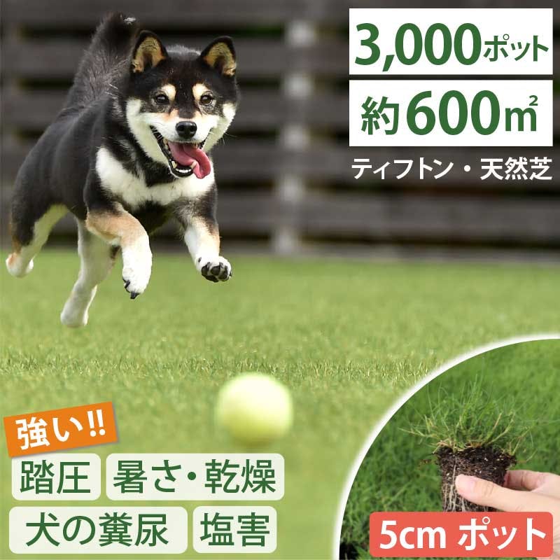 ペットの尿害に強い！西洋芝 ティフトン419  芝苗　3000ポット(5cm角ポット) ドッグラン 暖地型 スポーツ芝　天然芝