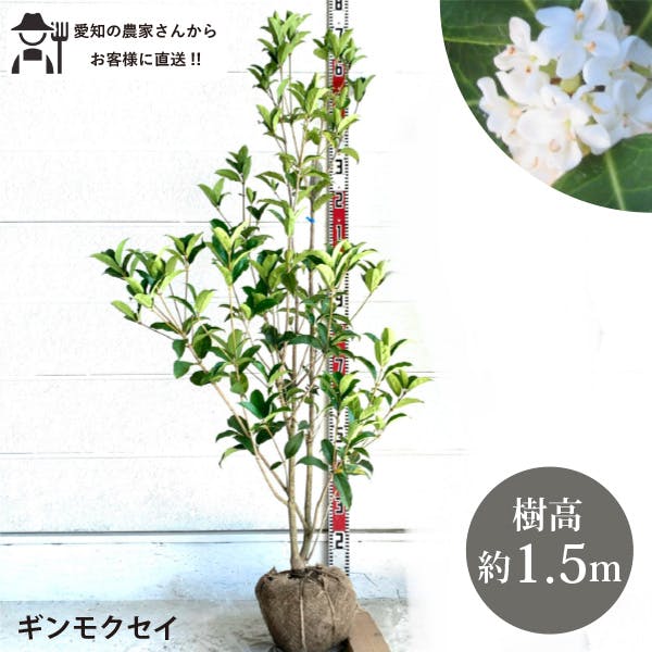 ［生産者直送］ギンモクセイ　銀木犀　樹高約1.5m　根巻き苗　庭木　苗木　シンボルツリー　人気　常緑　キンモクセイ［t］