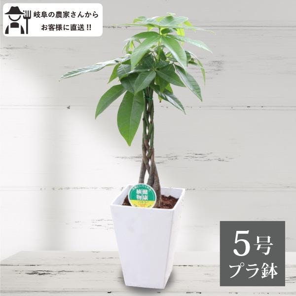 パキラ（編込み）5号鉢 観葉植物 王道 人気 定番 室内 オフィス 農場直送 おしゃれ インテリア 初心者 ギフト 育てやすい 送料無料 ［ソラニワ］［G]