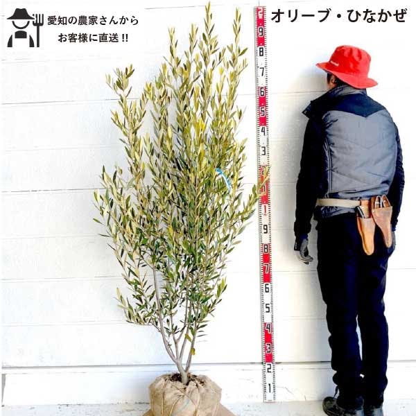［生産者直送］オリーブ ひなかぜ 根巻き苗 樹高約1.6-1.9m 送料無料 庭木 苗木 シンボルツリー 常緑樹［t］