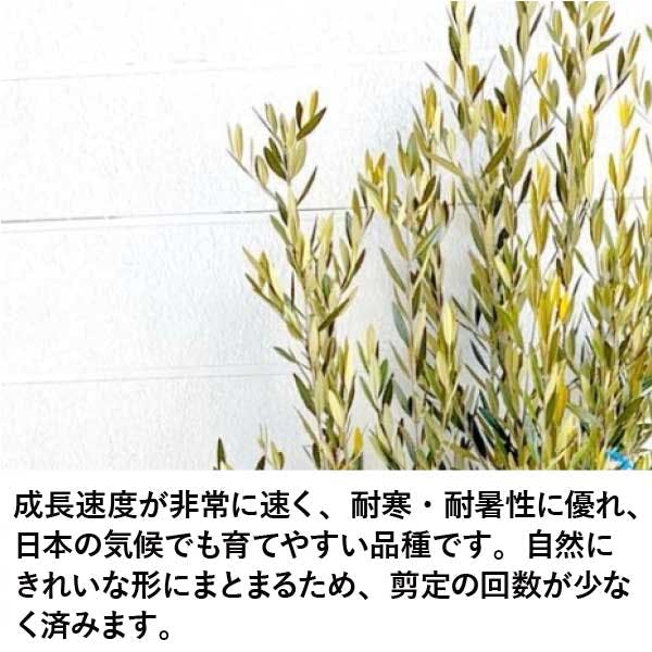 生産者直送］オリーブ ひなかぜ 根巻き苗 樹高約1.6-1.9m 送料無料